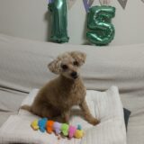 愛犬の誕生日とバレンタイン